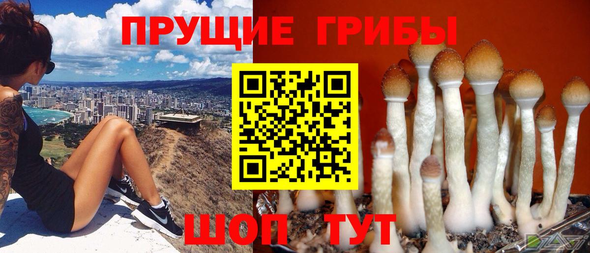 Галлюциногенные грибы Psilocybine cubensis Грязи